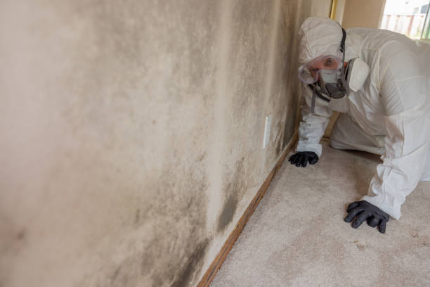 Professional Mold Removal & Remediation in Centralia, IL